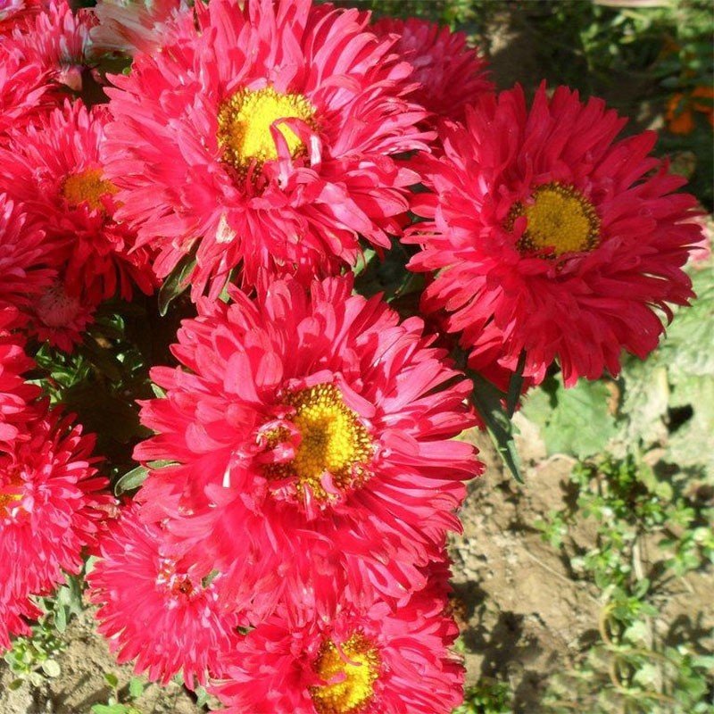 Pompon Fire Beacon Aster Çiçeği Tohumu(50 tohum)