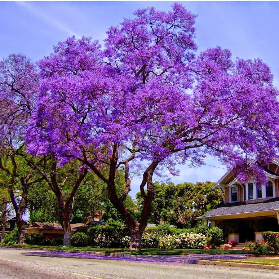 Tüplü Jacaranda (Jakaranda) Ağacı Fidanı (200-300 cm)