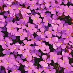 Aubrieta Rose Pink  Obrizya Çiçek Tohumu(50 tohum)