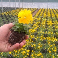 Swamp Marigold Kadife Çiçeği Tohumu (50 tohum)