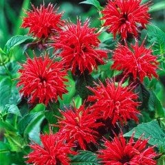 Callistephus Pompon Dark Red Aster Çiçeği Tohumu(50 tohum)