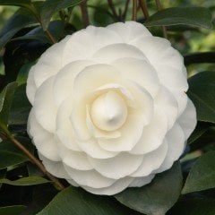 Tüplü Beyaz Çiçekli Kamelya (Camellia) Fidanı