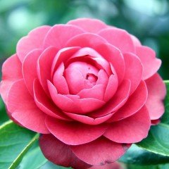 Tüplü Pembe Çiçekli Kamelya (Camellia) Fidanı