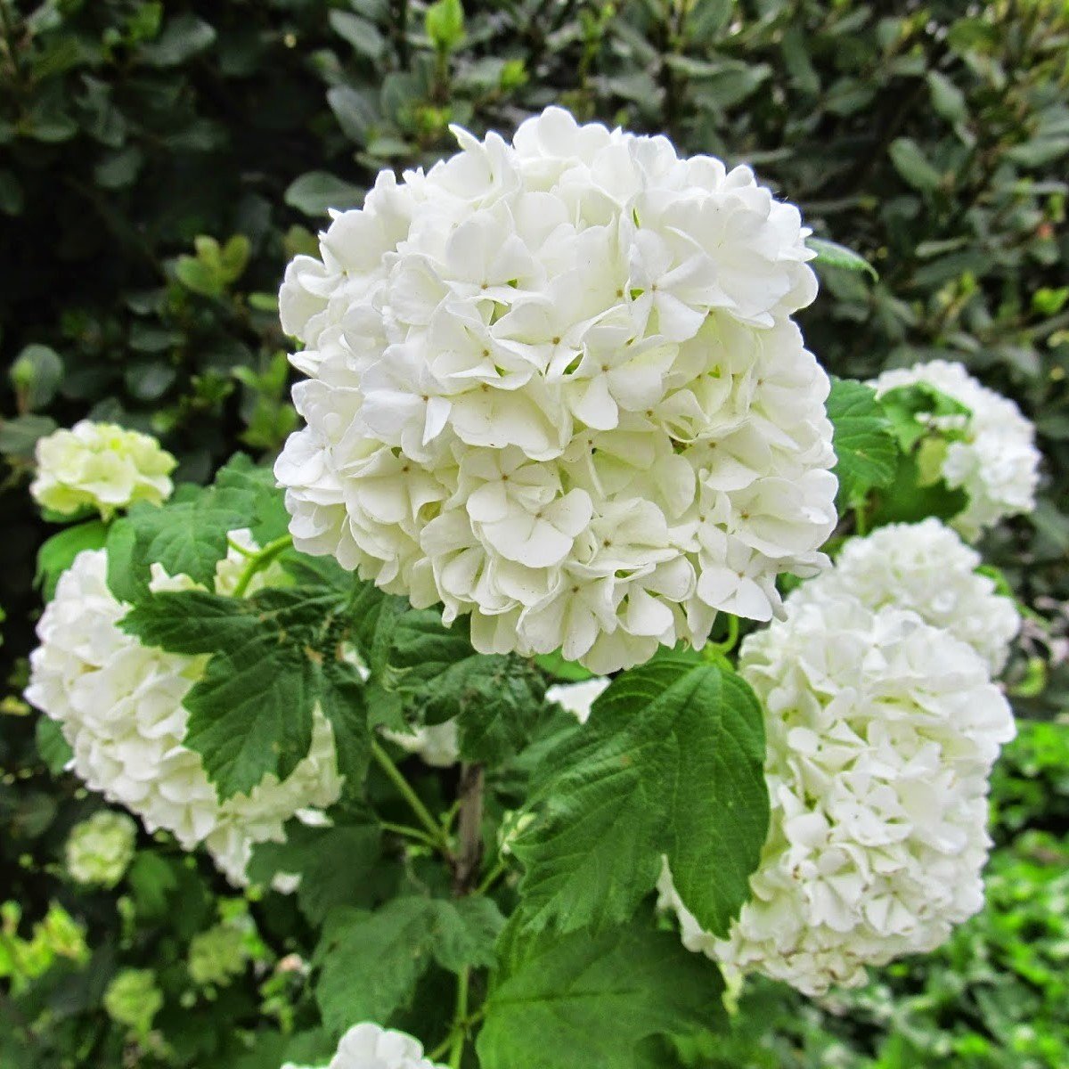 Tüplü Kartopu Viburnum Lucidum Fidanı