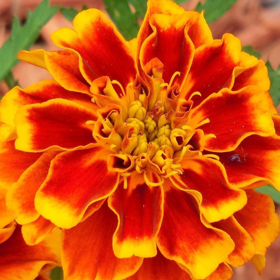 Sarı Kırmızı Tagetes Çiçeği Tohumu (50 adet)