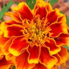 Sarı Kırmızı Tagetes Çiçeği Tohumu (50 adet)