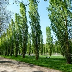 Tüplü Anadolu Kavağı Kavak Ağacı Fidanı