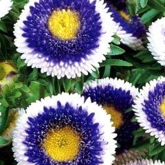 Pompon Mavi Beyaz Centre Aster Çiçeği Tohumu (50 tohum)