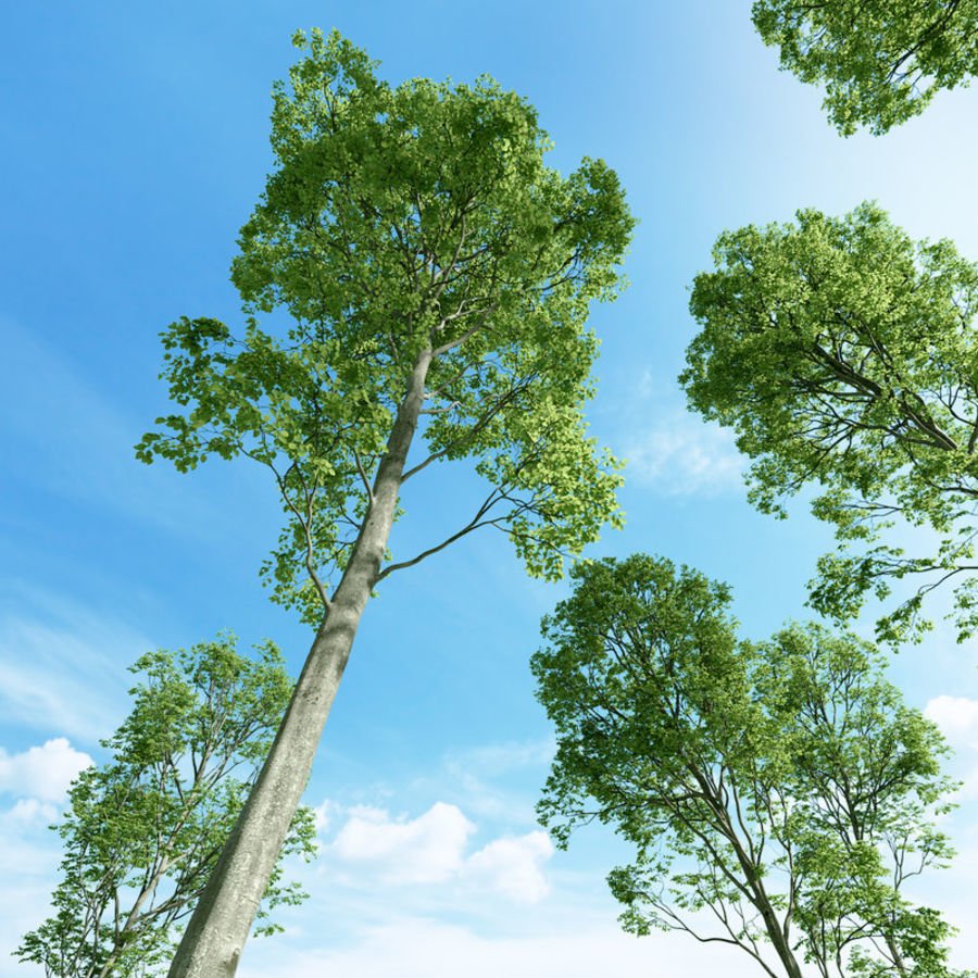 Tüplü Fagus Sylvatica Kayın Ağacı Fidanı