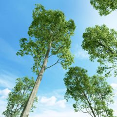 Tüplü Fagus Sylvatica Kayın Ağacı Fidanı