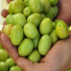 Doğal Orta Boy Domat Zeytin (10 kg)