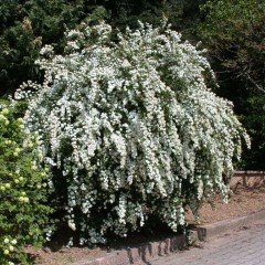 Tüplü Keçi Sakalı(Spirea - İspirya) Fidanı