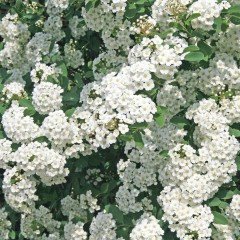 Tüplü Keçi Sakalı(Spirea - İspirya) Fidanı