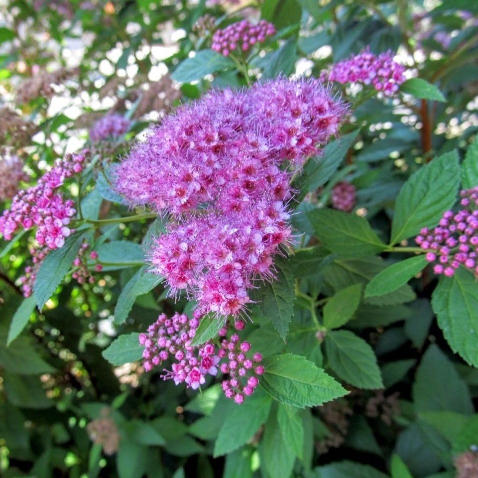 Tüplü Pembe Keçi Sakalı(Spirea - İspirya) Fidanı