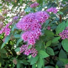 Tüplü Pembe Keçi Sakalı(Spirea - İspirya) Fidanı