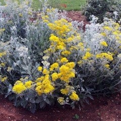 Tüplü Kül Çiçeği (Cineraria maritima)(Senecio cineraria) Fidanı