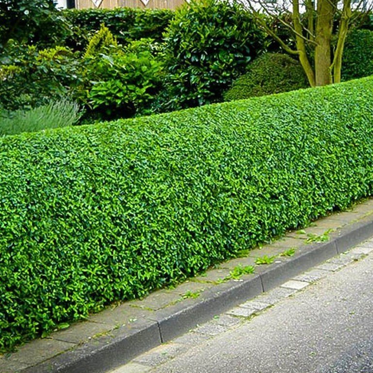 Tüplü Kurtbağrı (Ligustrum) Fidanı