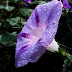 Dev Çiçekli İpomea Scarlett O’Hara Japon Gündüz Sefası Çiçeği (5 tohum)