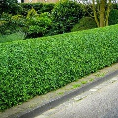 Tüplü Kurtbağrı (Ligustrum) Fidanı (10 Adet)