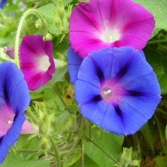 Dev Çiçekli İpomea Blue Picotee Japon Gündüz Sefası Çiçeği (5 tohum)