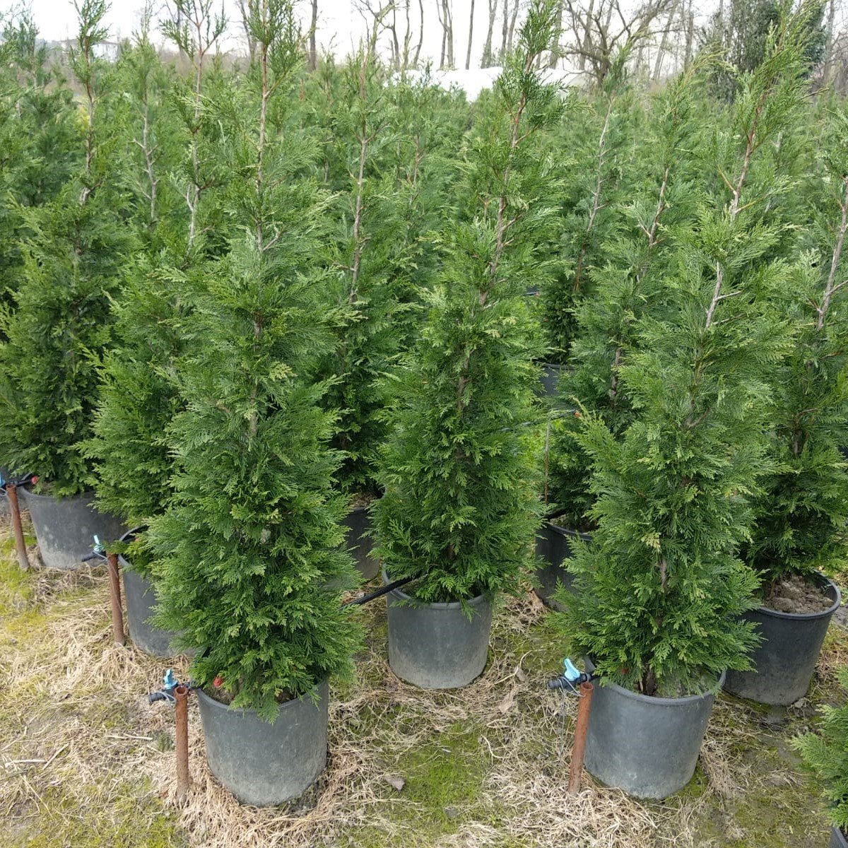 Tüplü Leylandi (Cupressocyparis) Fidanı (80-110cm)