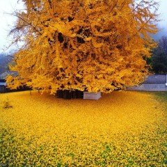 Tüplü Mabet Ağacı (Ginkgo Biloba) Fidanı (40-60 cm)