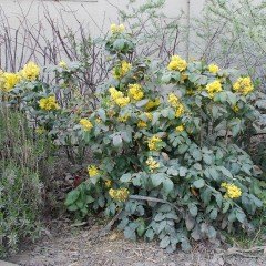 Tüplü Mahonya Sarıboya Çalısı (Mahonia Aquifolium) Fidanı