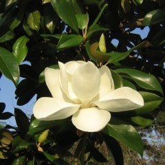 Tüplü Herdem Yeşil Manolya (Magnolia grandiflora) Fidanı