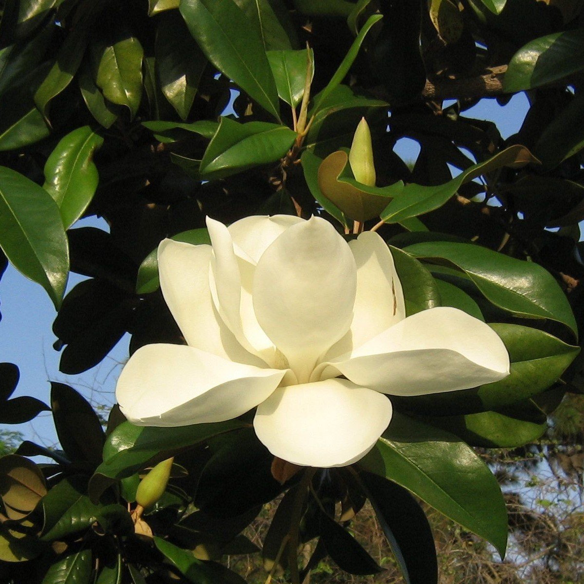 Tüplü Manolya (Magnolia grandiflora) Fidanı (5 Yaş 150-200 cm)