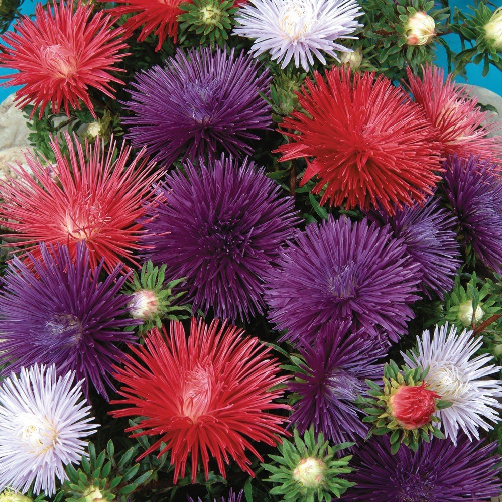 Karışık Renkli Crego Aster Çiçeği Tohumu(100 tohum)