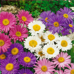 Papatya Çiçekli Karışık Renkli Chinensis Aster Çiçeği Tohumu (360 Tohum)