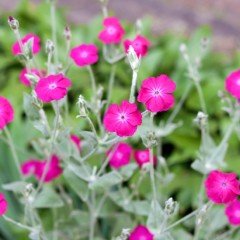 Pembe Poz Çiçeği Tohumu (50 tohum)
