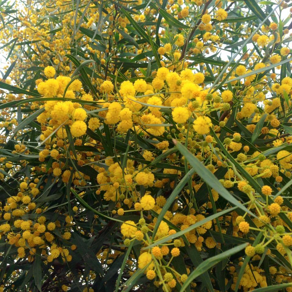 Tüplü Kokulu Mimoza Ağacı (Acacia retinoides) Fidanı