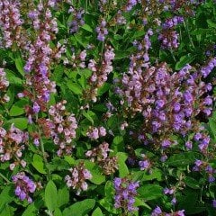 Salvia Horminum Karışık Renkli Adaçayı Çiçeği Tohumu (350 tohum)