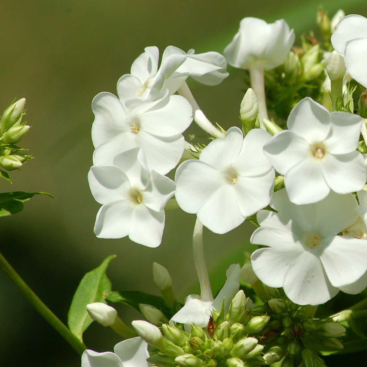 Collomia Grandiflora Beyaz İri Çiçekli Floks Çiçeği (200 tohum)