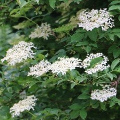 Tüplü Meyve Verme Yaşında Mürver Ağacı (Sambucus Nigra)  Fidanı