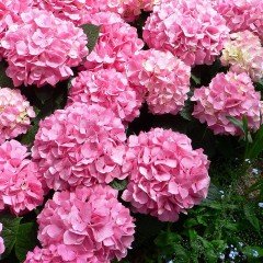 Tüplü Pembe Çiçekli Ortanca Çiçeği Fidanı