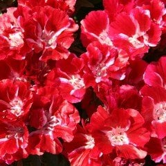 Kırmızı Grandiflora Meteor Godetia Yer Açelyası Çiçeği Tohumu(50 tohum)
