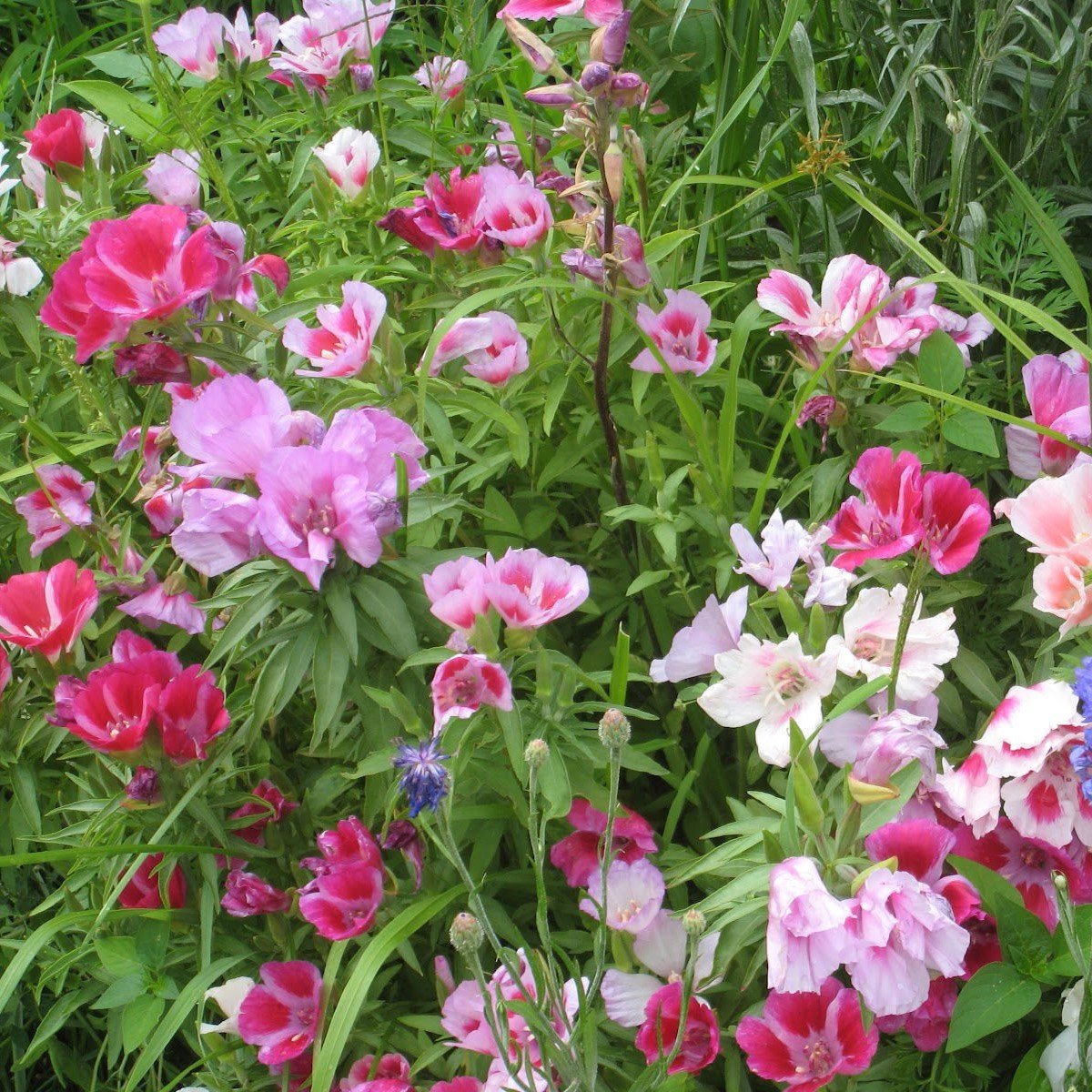 Katmerli Tricolor Sweety Godetia-Godetya (Ankara-Yer Açelyası) Çiçeği Tohumu (50 tohum)