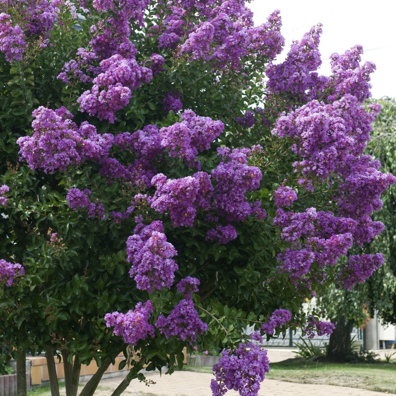 Tüplü Lagerstromia İndica Mor Renkli Oya Ağacı Fidanı