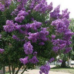 Tüplü Lagerstromia İndica Mor Renkli Oya Ağacı Fidanı