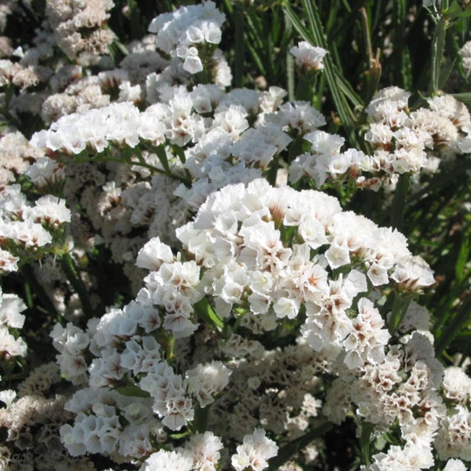 Limonium Sinuatum Pure White Deniz Lavantası Tohumu (30 tohum)