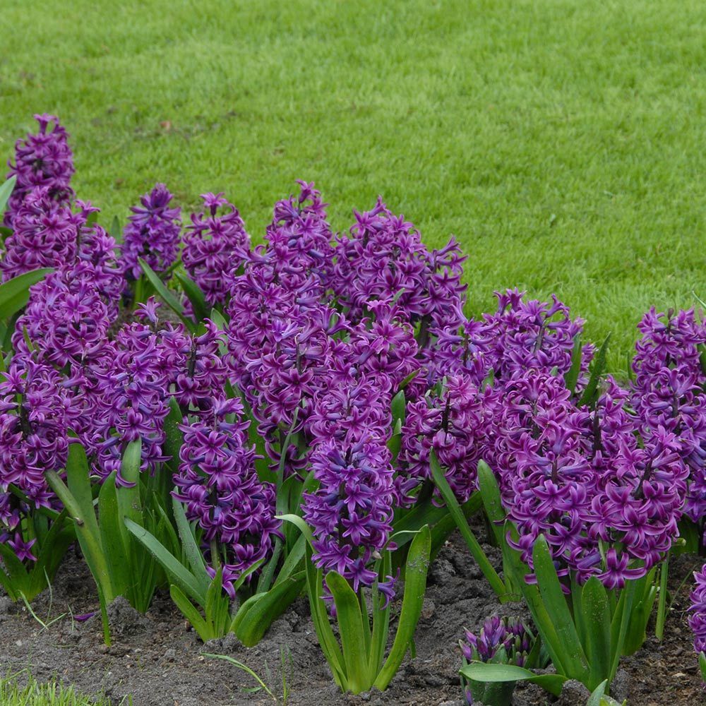 İthal Purple Sensation Mor Sümbül Soğanı (3 adet)