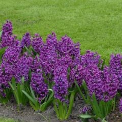 İthal Purple Sensation Mor Sümbül Soğanı (3 adet)