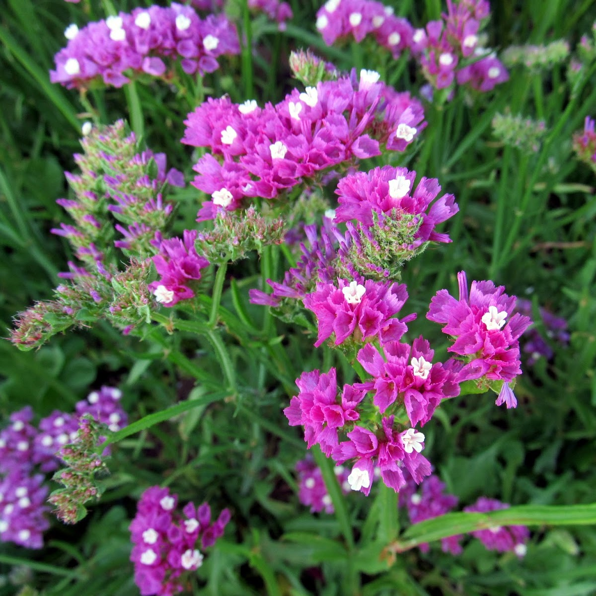 Limonium Sinuatum River Deniz Lavantası Tohumu (30 tohum)