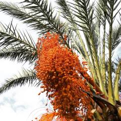 Tüplü Phoenix Canariensis Hurma Palmiyesi Fidanı (80-120 cm)