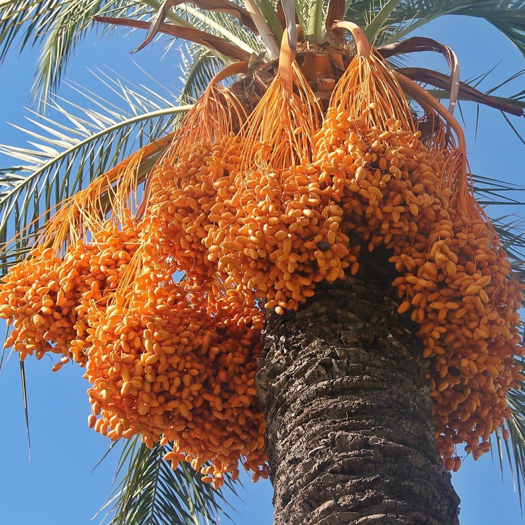 Tüplü Phoenix Canariensis Hurma Palmiyesi Fidanı (80-120 cm)