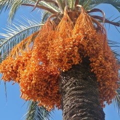 Tüplü Phoenix Canariensis Hurma Palmiyesi Fidanı (80-120 cm)
