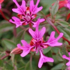 Koyu Pembe Klarkiya Çiçeği Tohumu(100 tohum)