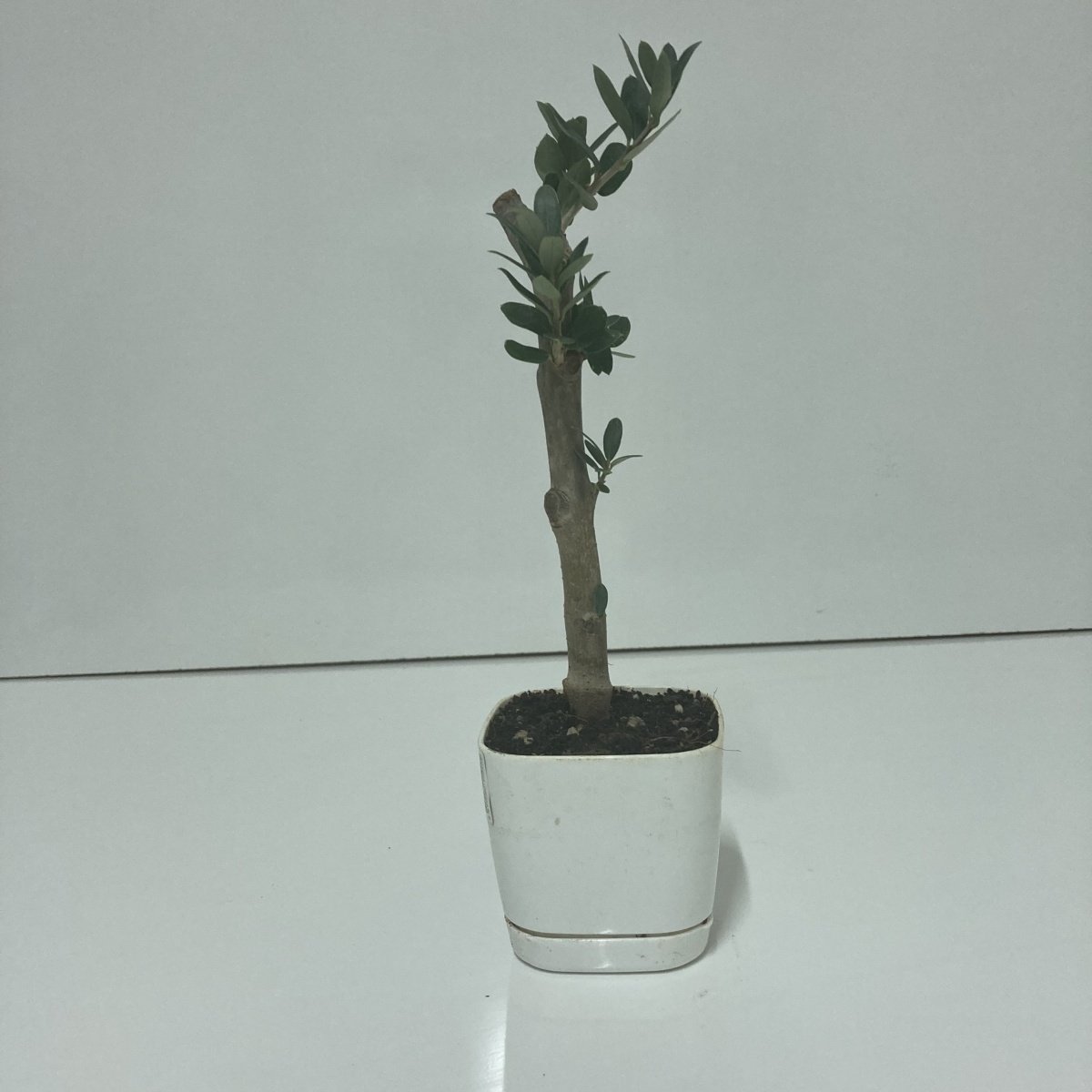 Bodur Beyaz Lüx Saksıda Ofis Ortamına Uygun Bonsai Zeytin Fidanı(Kargo Ücretsiz)